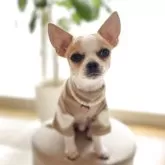 チワワ(スムース)
