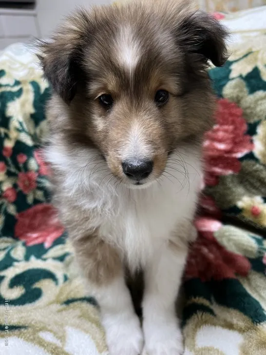 ID：2112-03836の子犬