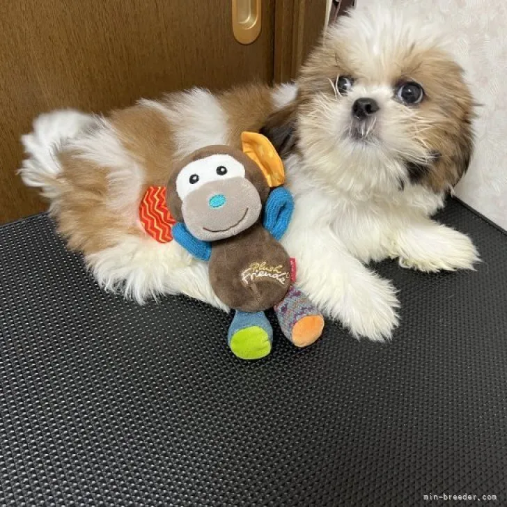 シーズー【愛知県・男の子・2023年5月1日・ホワイト&amp;ゴールド】の写真1「とても人なっこい可愛い子です」