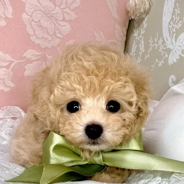 ID:2411-05168の子犬