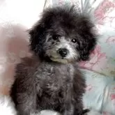 ティーカッププードル