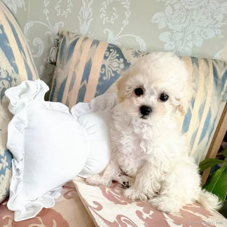 ID:2405-03908の子犬