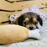 チワックス(チワワ×ダックスフンド)【長野県・男の子・2025年10月14日・レッド】の写真3