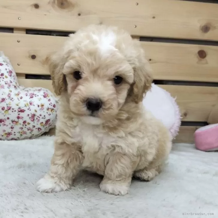 ID:2507-08245の子犬
