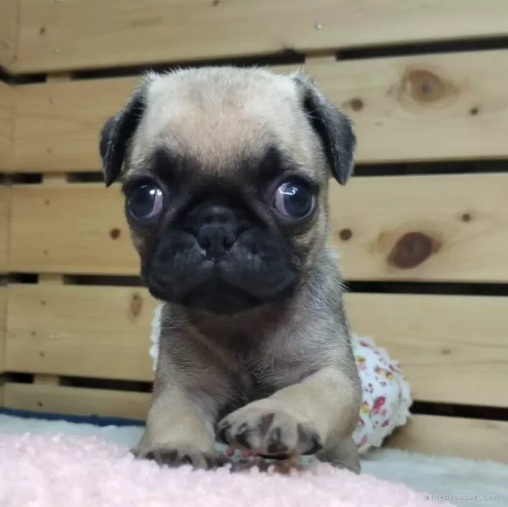 ID：2509-03783の子犬