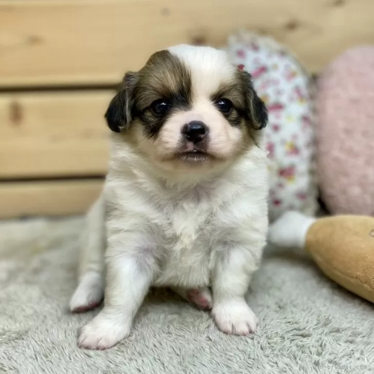 ID:2412-04847の子犬