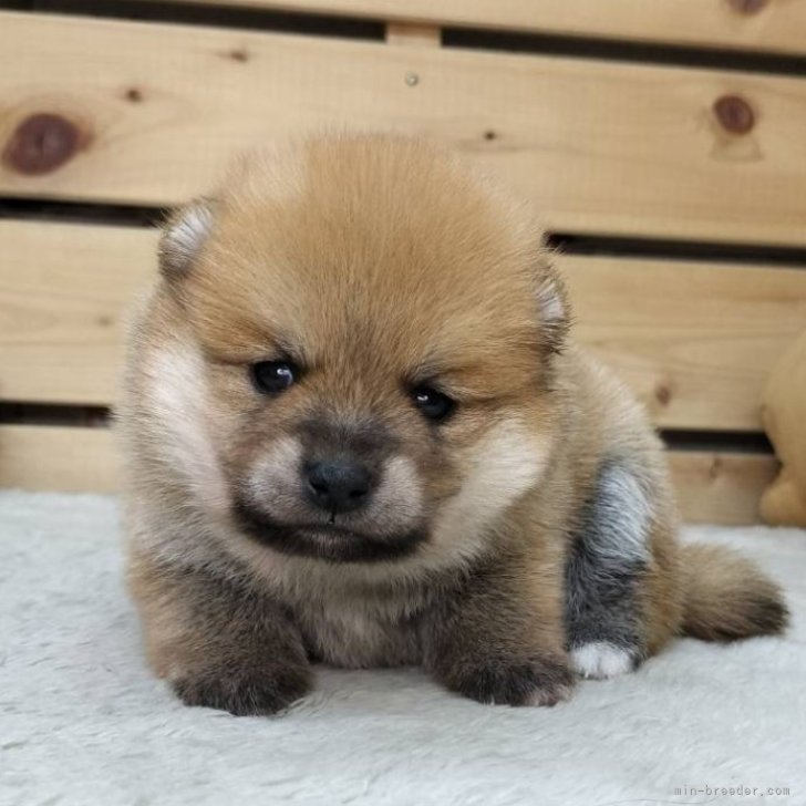 ブリーダー画像