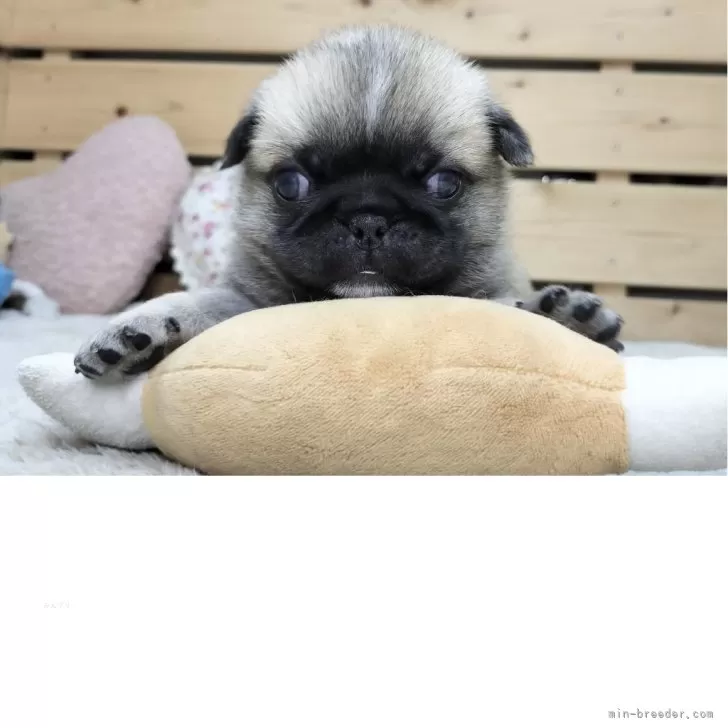 ID：2507-05860の子犬