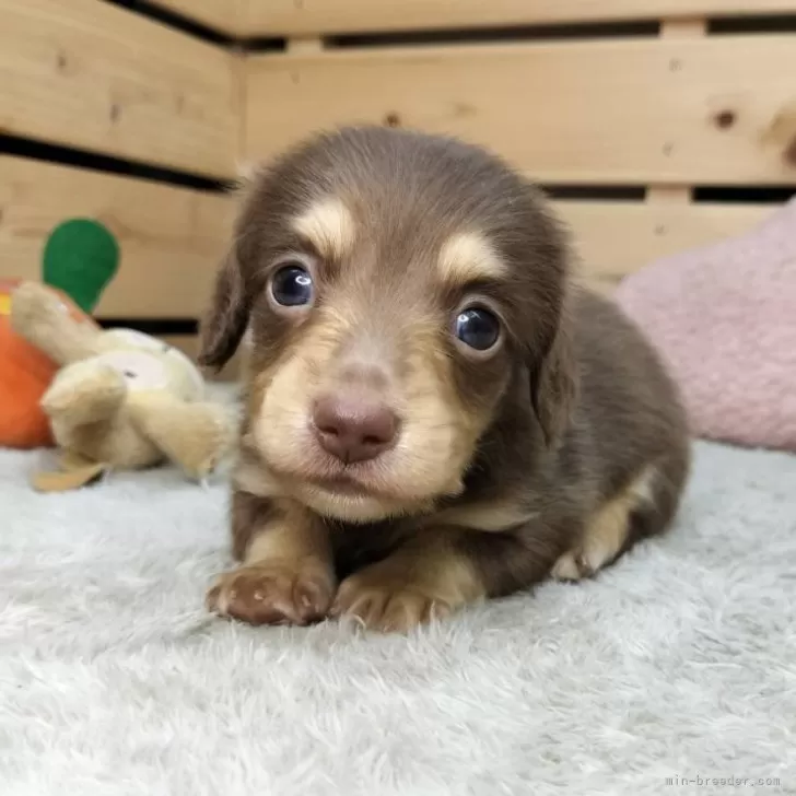 ID:2412-06652の子犬