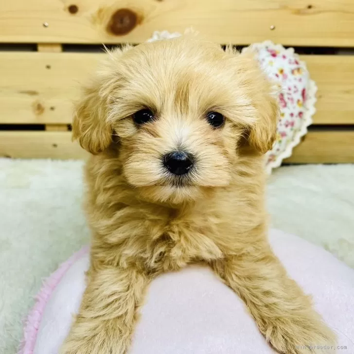 ID:2508-08161の子犬