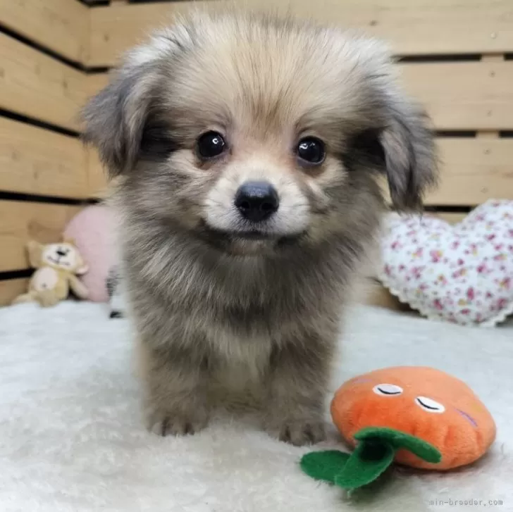 ヒロ 様のお迎えした子犬