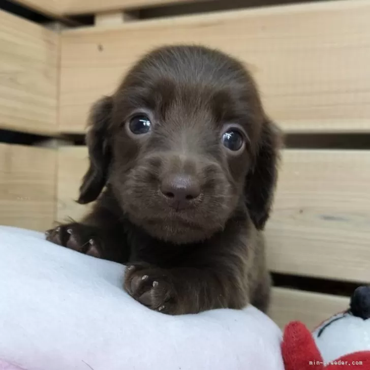 ID:2412-06646の子犬