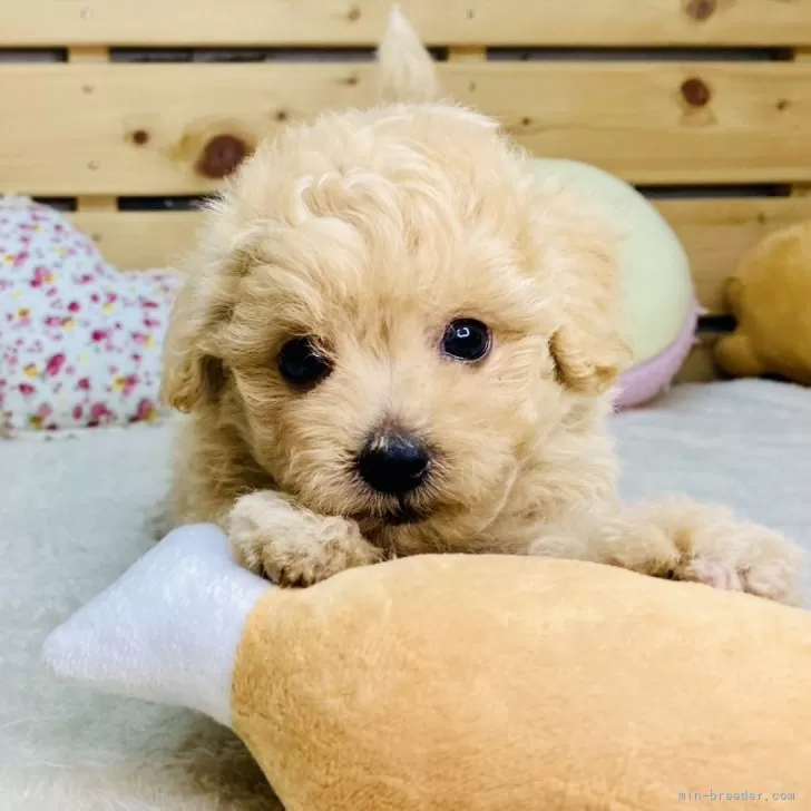 ID:2508-08155の子犬