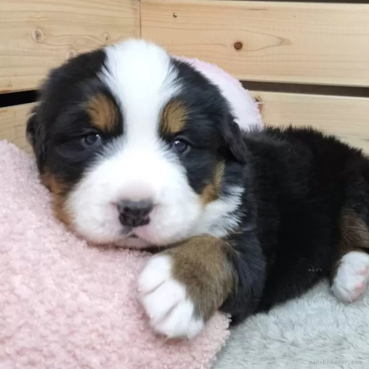 ID:2412-05159の子犬