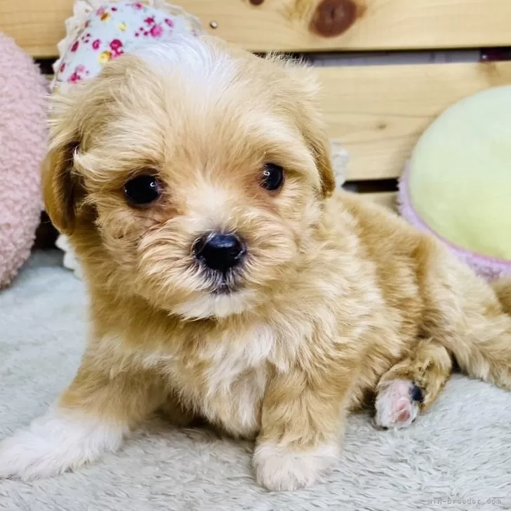 ID:2508-02198の子犬