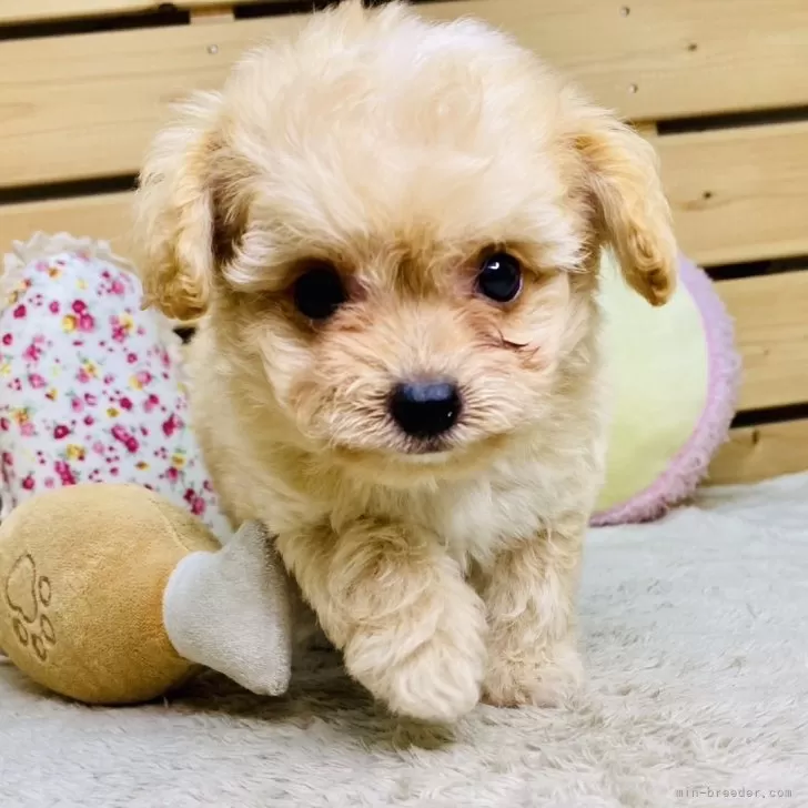 ID：2508-02229の子犬