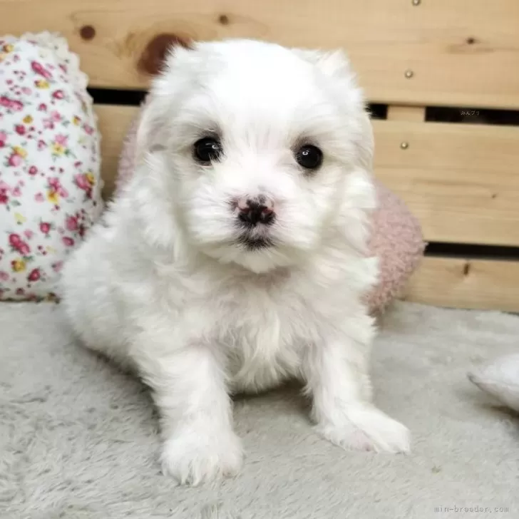 ID：2501-03505の子犬