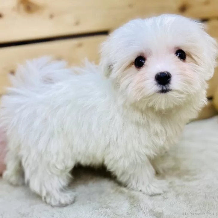 ID：2501-03516の子犬