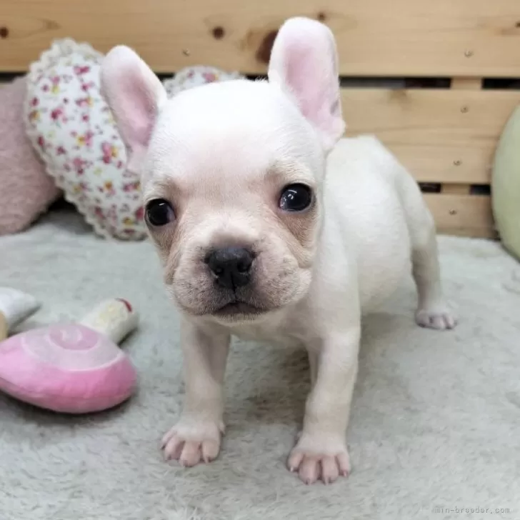 ID:2508-01186の子犬