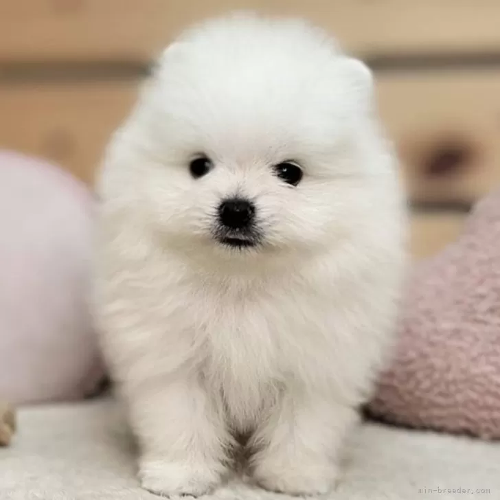 ID:2505-00642の子犬