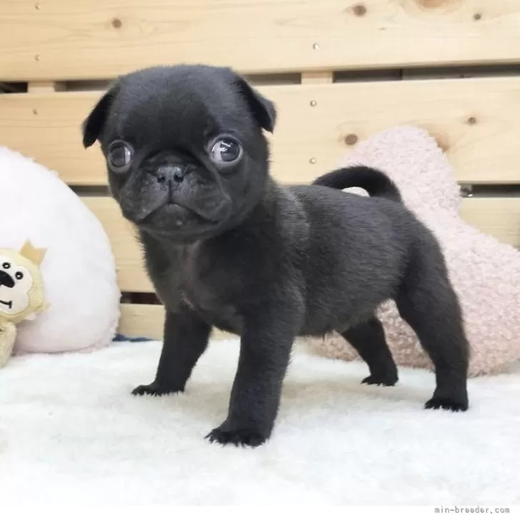 ID:2503-07359の子犬