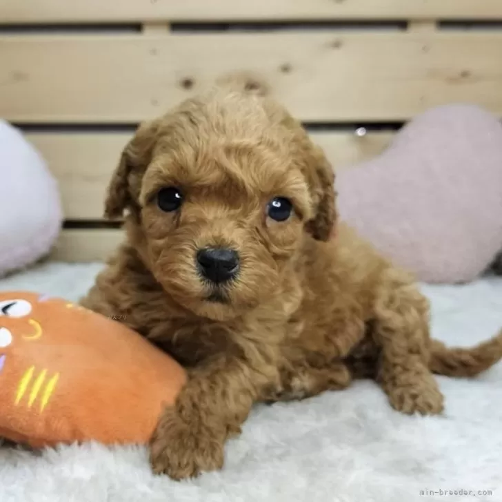 A.Y 様のお迎えした子犬