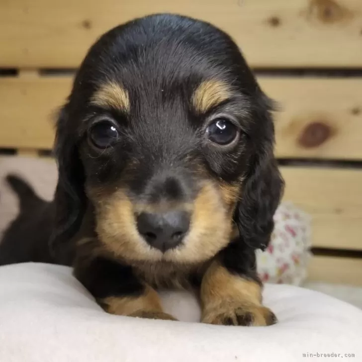 ID：2508-01229の子犬