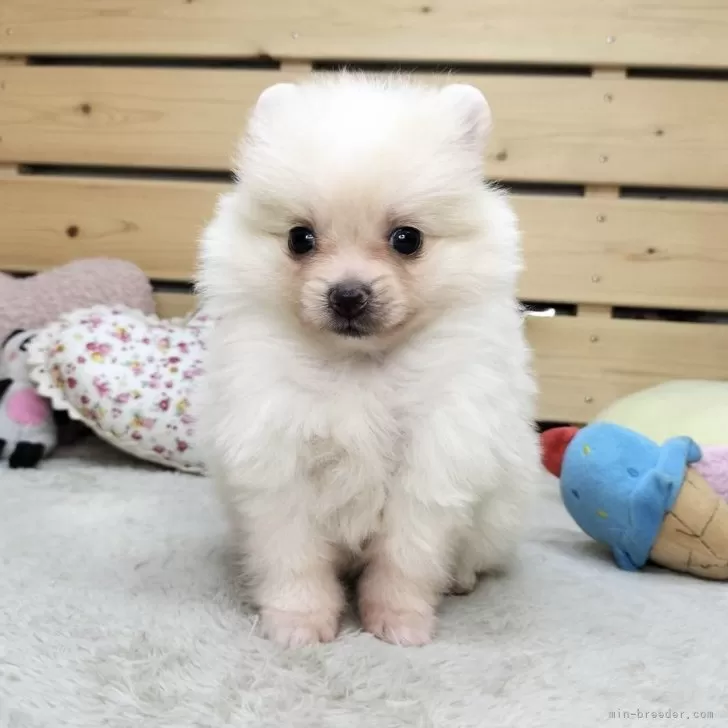 ID：2506-03797の子犬