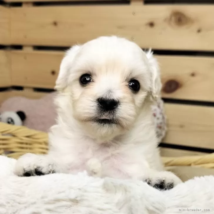 H.M 様のお迎えした子犬