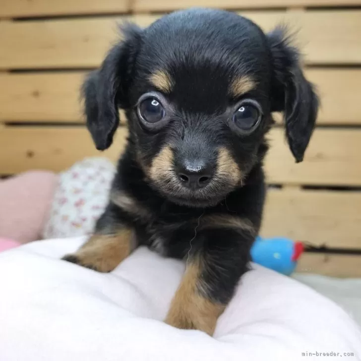 あず 様のお迎えした子犬