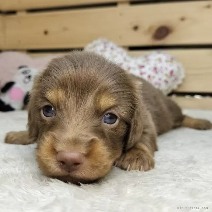 ID:2506-05945の子犬