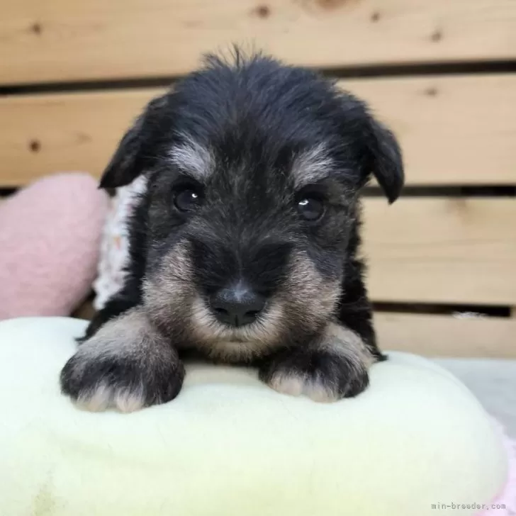 Y.N 様のお迎えした子犬