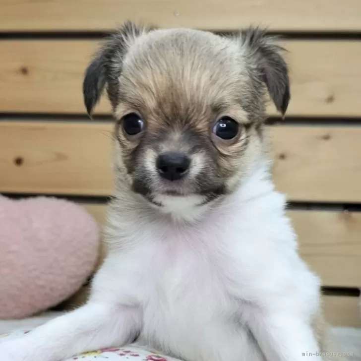 ID：2510-00829の子犬