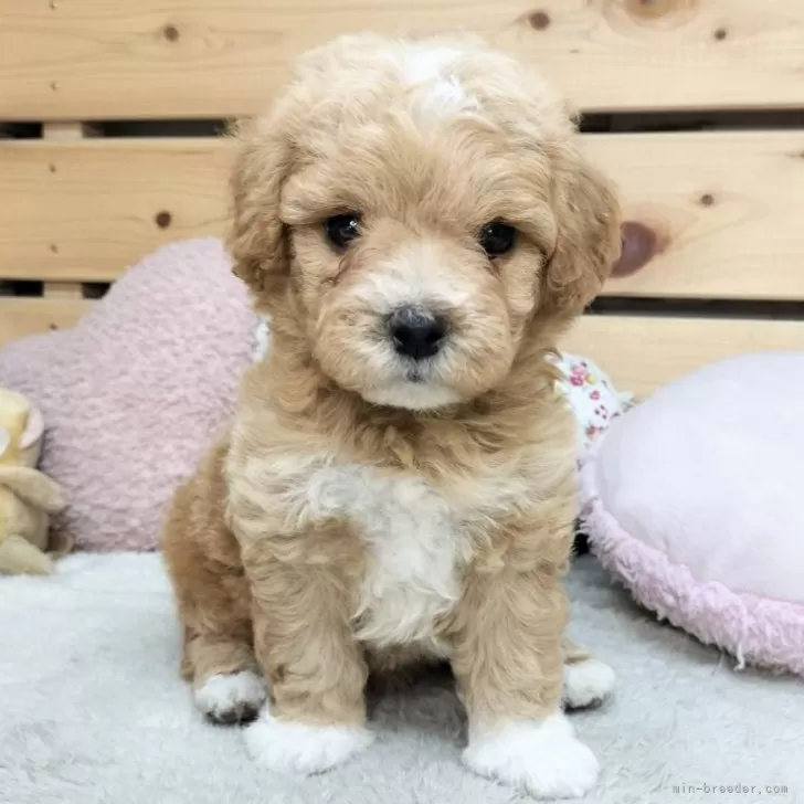 ID:2507-08091の子犬