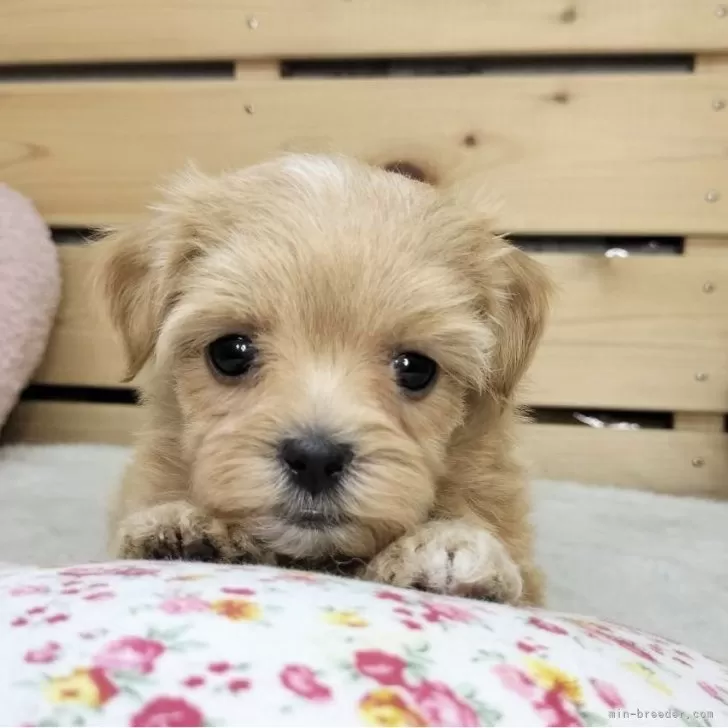 ID：2508-02219の子犬