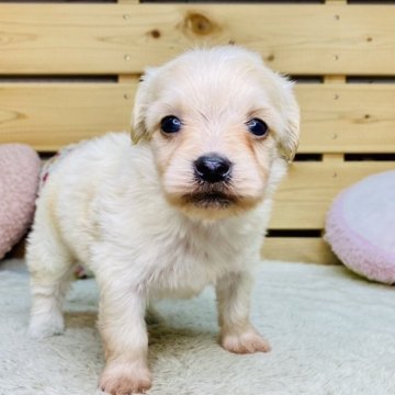 マルプー(マルチーズ×トイプードル)【長野県・男の子・2025年5月1日・クリーム】の写真「甘えん坊で可愛い男の子です☺️両親遺伝クリア✨」