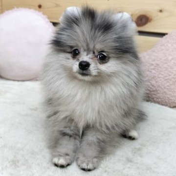 ポメラニアン【長野県・女の子・2024年12月3日・ブルーマール】の写真「希少カラーの可愛い女の子☺️両親遺伝子クリア✨」