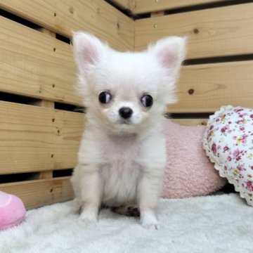 チワワ(ロング)【長野県・女の子・2025年7月7日・クリーム】の写真「小柄で可愛い女の子☺️両親遺伝子クリア✨️」