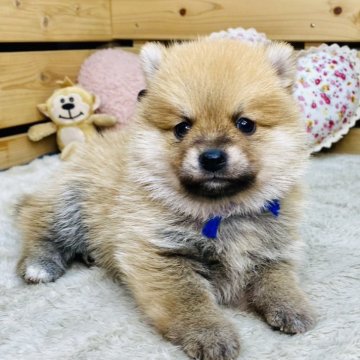 【長野県・男の子・2025年10月12日・赤】の写真「小柄なポメ柴くん☺️」