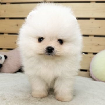 ポメラニアン【長野県・男の子・2025年4月12日・クリーム】の写真「マズル短めの可愛い男の子です☺️両親遺伝子クリア✨」