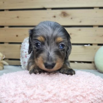 カニンヘンダックスフンド(ロング)【長野県・男の子・2025年9月19日・シルバーダップル】の写真「よちよち歩きがとっても可愛い男の子です☺️」