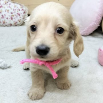カニンヘンダックスフンド(ロング)【長野県・女の子・2025年3月27日・イエロー】の写真「綺麗なカラーの可愛い女の子です☺️両親遺伝子クリア」