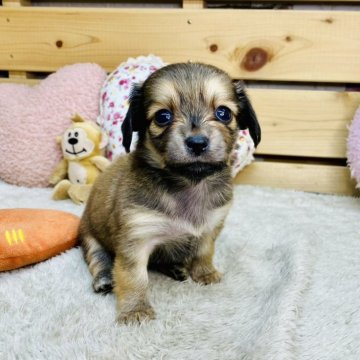 チワックス(チワワ×ダックスフンド)【長野県・女の子・2025年9月22日・レッド】の写真「マイペースな女の子です☺️」