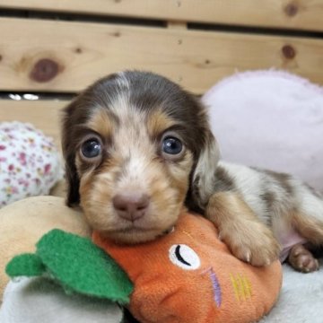 カニンヘンダックスフンド(ロング)【長野県・女の子・2025年9月21日・チョコレートダップル】の写真「おっとりな性格の女の子☺️」