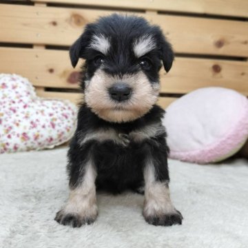 ミニチュアシュナウザー【長野県・女の子・2025年9月23日・ブラックシルバー】の写真「かわいいお顔の女の子です☺️」