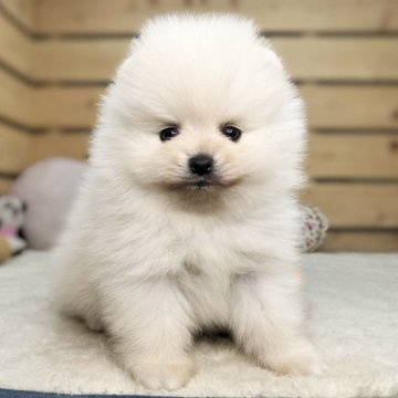 ポメラニアン【長野県・男の子・2025年3月18日・クリーム】の写真「小柄でマズルの短い可愛い男の子です☺️」