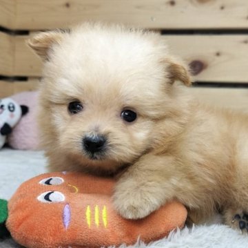 ポメプー(ポメラニアン×トイプードル)【長野県・女の子・2025年10月8日・アプリコット】の写真「フワフワなポメプーちゃん☺️」