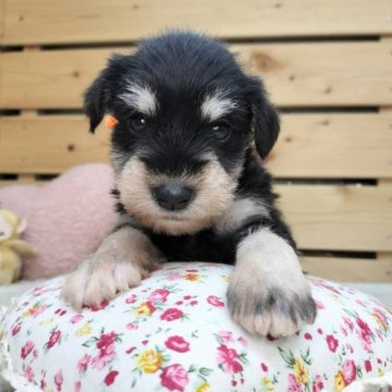 ミニチュアシュナウザー【長野県・女の子・2025年9月23日・ブラックシルバー】の写真「よちよち歩きがかわいい女の子です☺️」