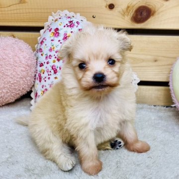 ポメプー(ポメラニアン×トイプードル)【長野県・男の子・2025年9月30日・クリーム】の写真「おっとりマイペースな男の子です☺️」