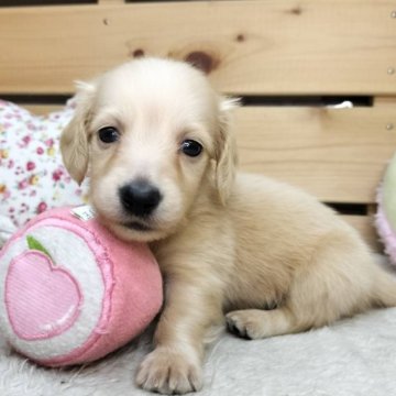 カニンヘンダックスフンド(ロング)【長野県・男の子・2025年8月12日・イエロー】の写真「マイペースなかわいい男の子😊両親遺伝子クリア✨」